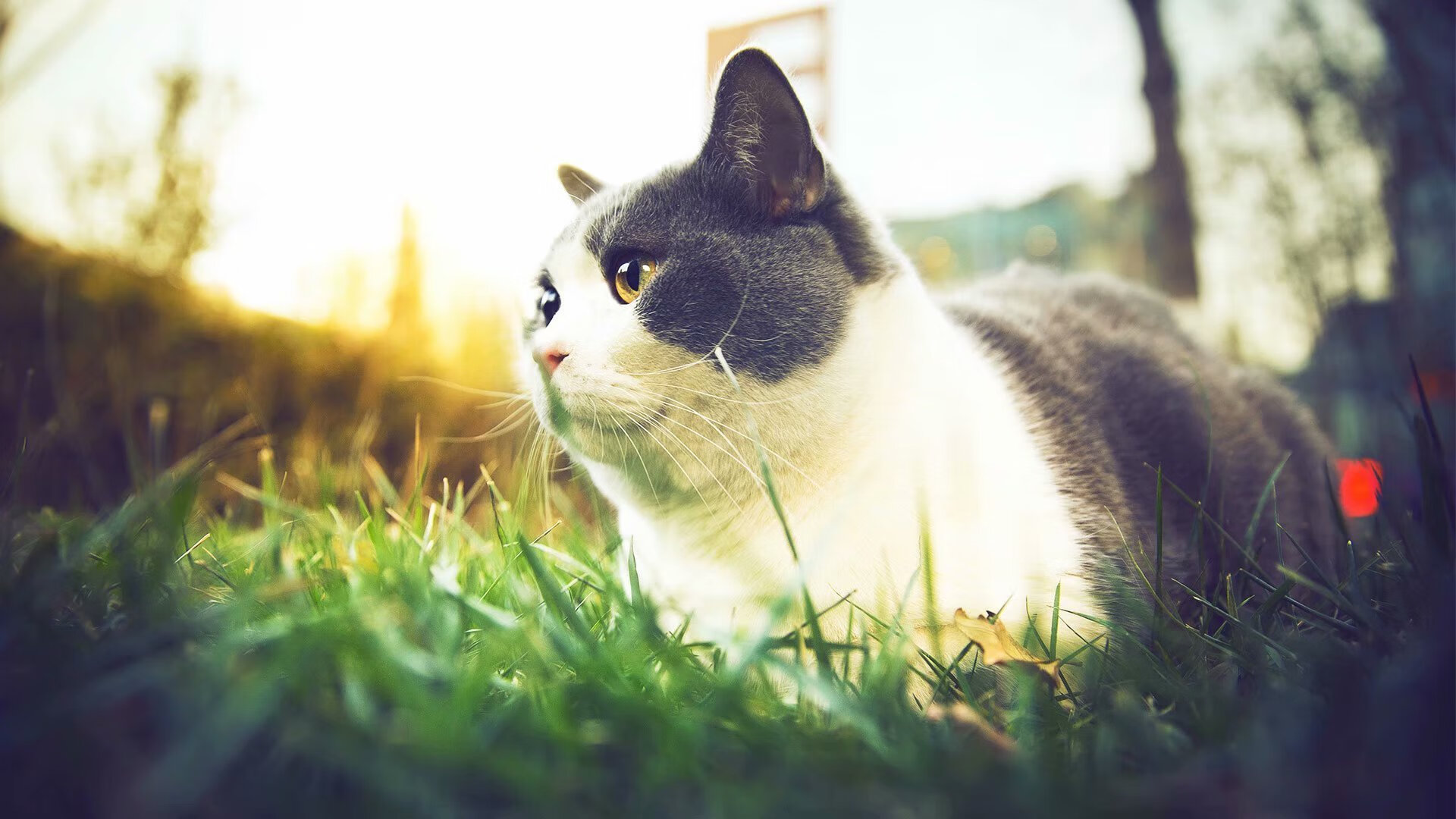 唯一性之战，勒沃库森的铁血压制与罗德里的焦点接管