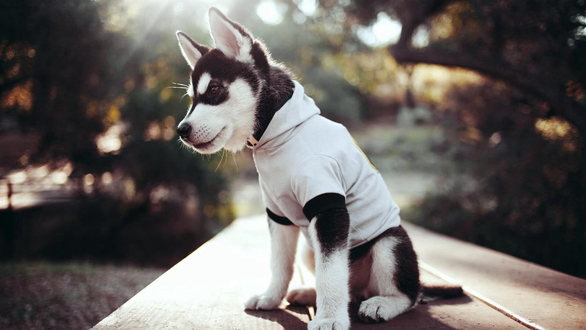 火箭封锁浙江队，德罗赞成为关键先生